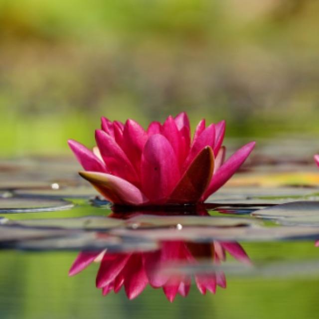 福寿螺能吃吗？