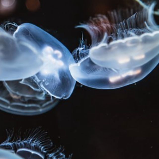 没有线粒体的最早先的那些真核生物靠什么生存？