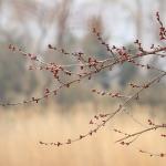 中国园林和日本园林有哪些异同？