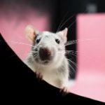 有没有长相相同，但基因截然不同的生物？