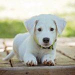 为什么英文中「狗 dog」和「小狗 puppy」差别那么大？