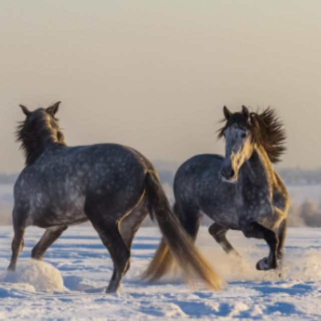 中世纪重骑兵骑枪冲刺，捅到人后，速度这么大，自己会被掀下去，或者枪拿得住吗?