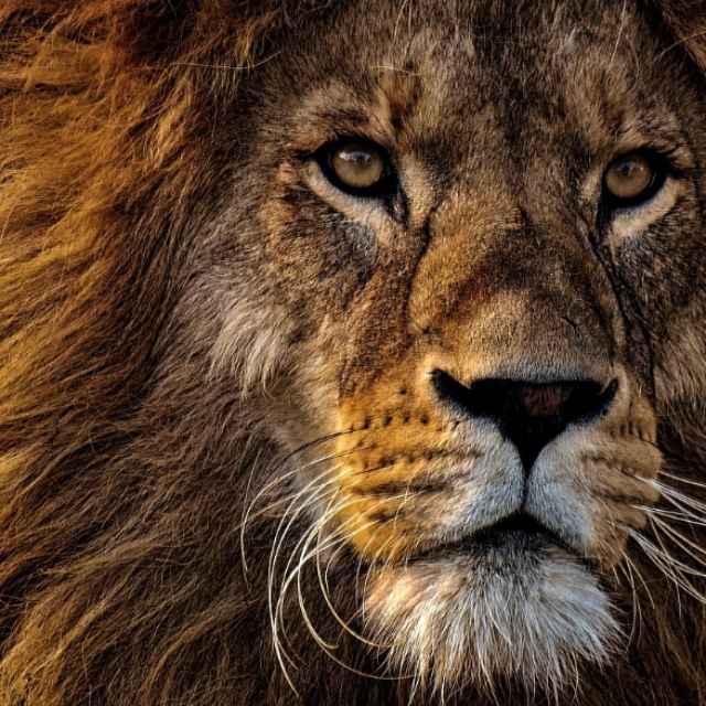 人类的眼白是什么时候进化出来的？