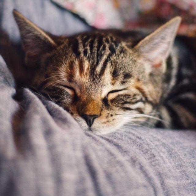 汉语中「猫」这个字的读音最初是不是取自猫的叫声？