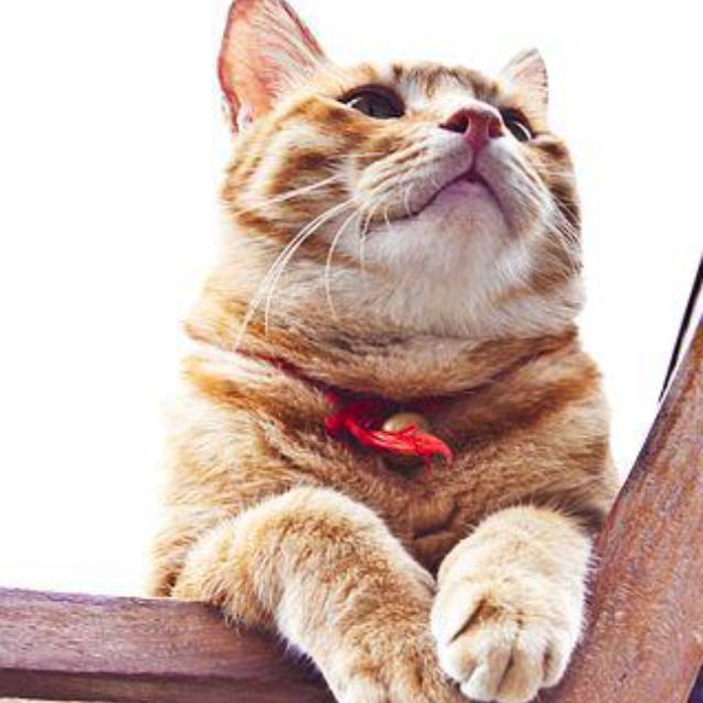 瞎扯 · 如何正确地吐槽