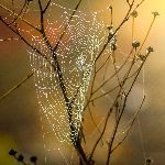 假如我是昆虫，被蜘蛛网黏住了，我应该怎么逃生？