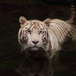 如果养一只小老虎，每天抱着他一百个深蹲，那么随着他长大是不是有一天我就力能缚虎了？