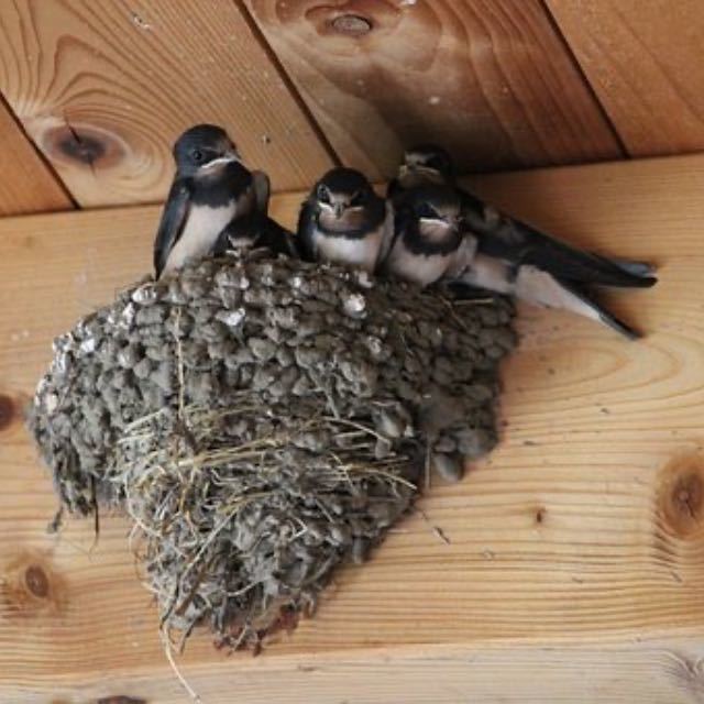 为什么燕子喜欢在人类家里筑巢？