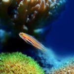 如果一种鱼进化出了二氧化硅或刚玉组成的鱼刺，那么吃它的水鸟会不会进化出氢氟酸胃酸？