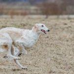 如果我的超能力是水平瞬移一米有什么用？