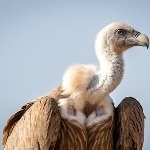 秃鹫吃腐肉会消化不良吗？