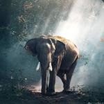 动物世界是怎么拍出来的？