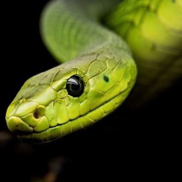 大连蛇岛大约有两万条蛇，如果放两只蜜獾上去，大概多久能吃完？