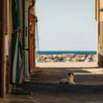 古建筑上一排小动物和各种脊兽，都是什么？用来做什么的？