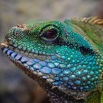 爬行动物为什么由其不甚重要的特征「爬行」来命名？