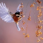 动物会给自己治病吗？