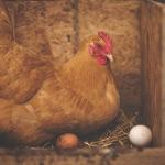 松花蛋中的铅哪里来的？