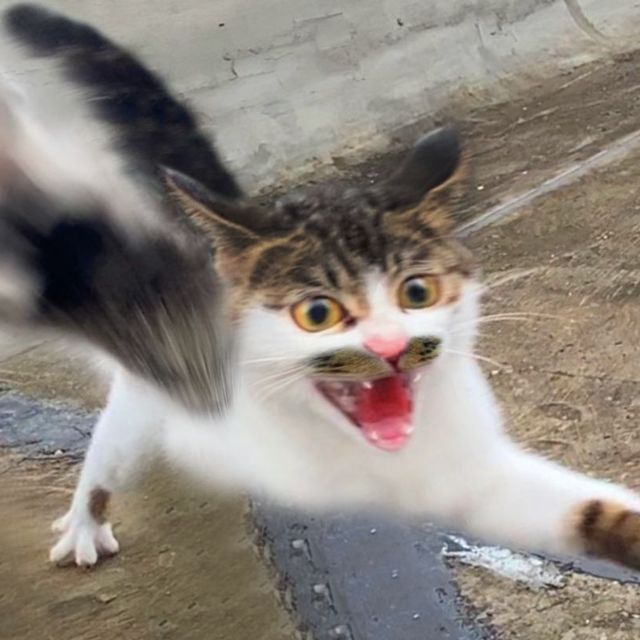 你是如何理解宠物「通人性」这一形容的？