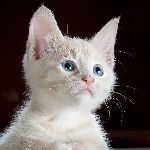 很多动物都能通过气味识别幼崽，人类可以吗？