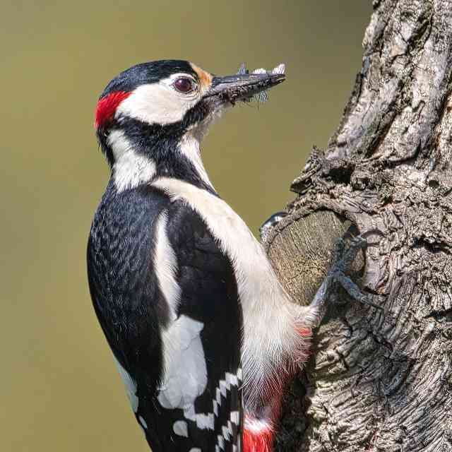 啄木鸟疯狂啄树为什么不得脑震荡？