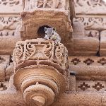 欧洲中世纪的饮食，平民饮食状况是怎样的？