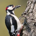 啄木鸟疯狂啄树为什么不得脑震荡？