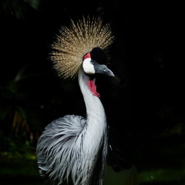 为什么凤是雄鸟,而结婚的时候却称「龙凤呈祥」?