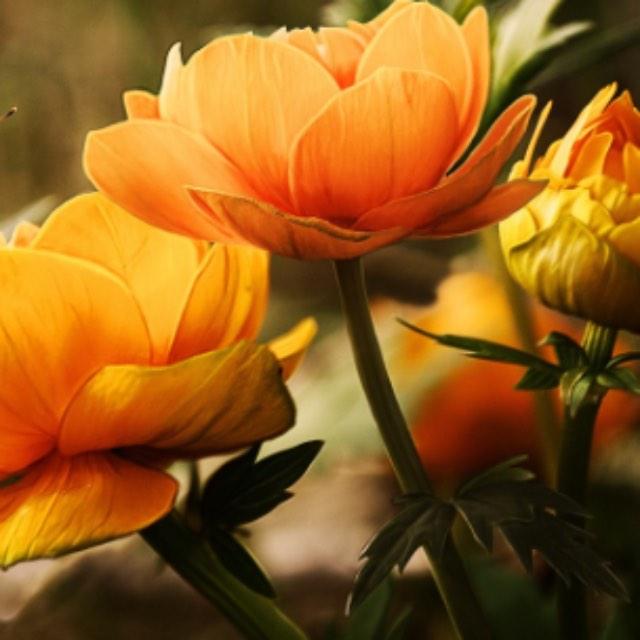 生命已经这么短了,为什么大多数人还是流于世俗而不追求真正想要的?