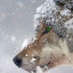 「捕食者」第一次见到「被捕食者」的时候，如何判断的对方可以捕食的？