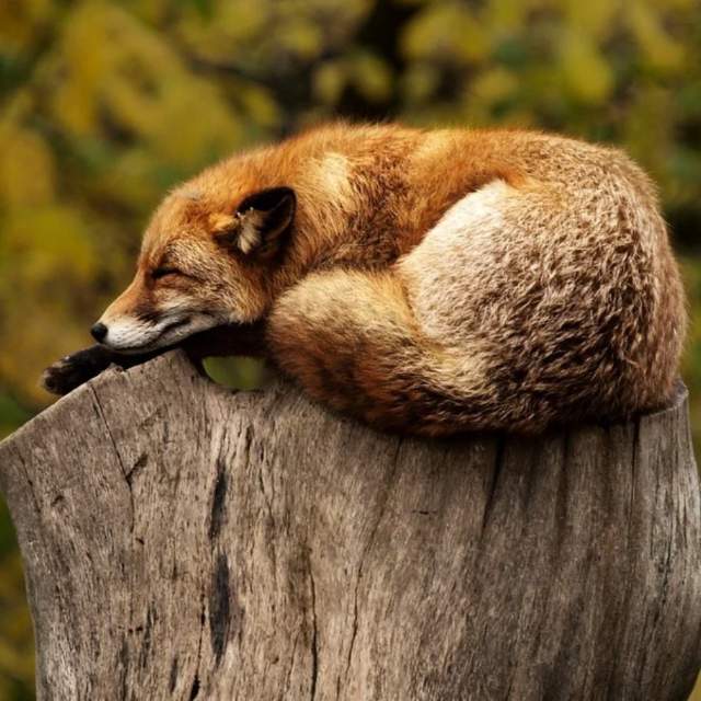 动物会为了长远的利益而放弃眼前的利益吗？