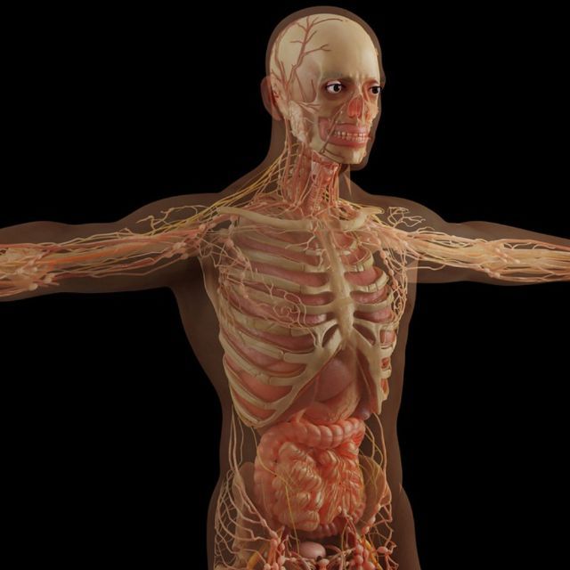 人体组织或器官可以完全再生，从而达到永生吗？