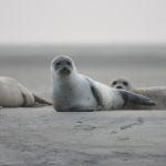 人类为什么没有进化出海洋和天空种族？