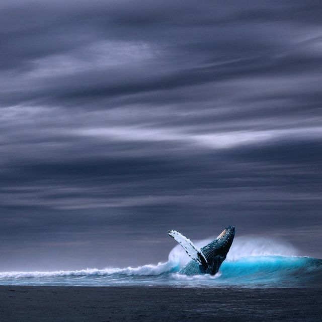 蓝鲸那么大，如果路过的什么虎鲸鲨鱼饿了上去随口咬一块肉那它该怎么办？
