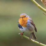 为何故宫上空有鸟飞，屋顶却干净如新没有鸟粪？