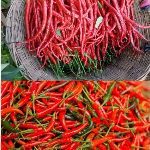 妈妈让我少吃火锅、辣条，说吃辣会长痘痘，可为什么四川重庆的姑娘天天吃辣椒，皮肤却很好？