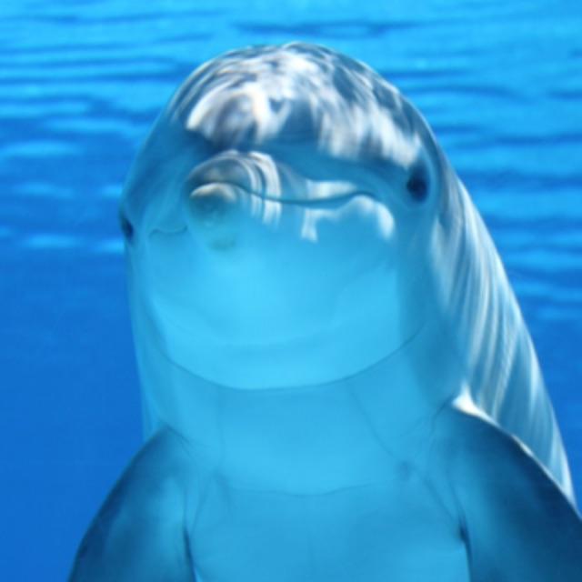 感觉有些动物的演技都比人的演技好?