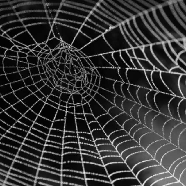 蜘蛛蜕皮前是已经长好新腿了吗？