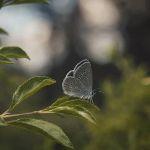 世界上有哪些剧毒的昆虫？被它们咬伤会有什么后果？