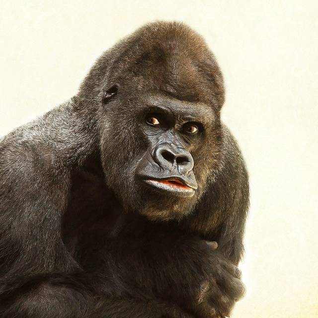 动物是如何感知到人类的情绪的?