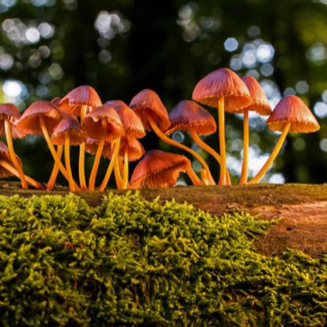 蘑菇是什么时候出现的？有蘑菇化石留存吗？