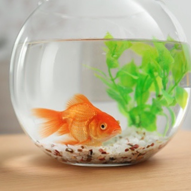 鱼是饿不死的都是撑死的，这句话是真的吗？