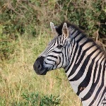 斑马也是马，为什么没人骑？