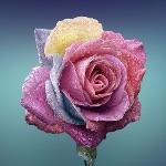 既然是自然选择，为什么动植物们没因为进化变得非常难吃？