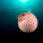 自然界有没有被自己毒素毒死的动物？