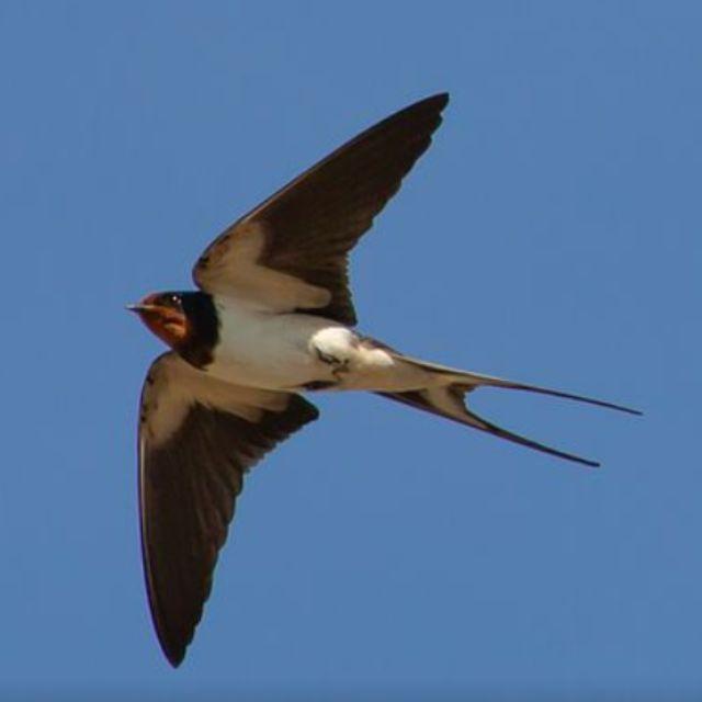 燕子为何会选择在人类屋檐下搭窝？