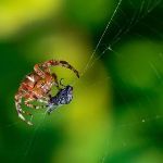 蚕丝可以做衣服，蜘蛛丝可以吗？