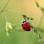 为何昆虫不慎仰面朝天时若不及时翻身可能马上死亡？