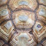 如何判断乌龟的年龄？