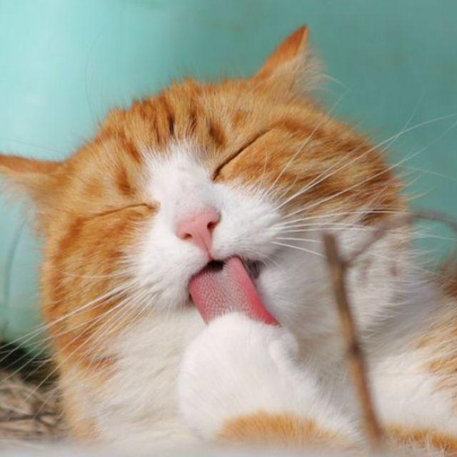 小事 · 猫会盼望主人早点下班回家吗？