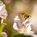 蜜蜂在分家时，几万只蜜蜂在空中以很快的速度飞来飞去，为什么不会发生碰撞呢？